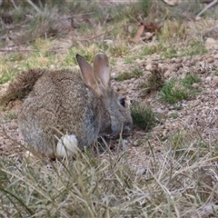 Oryctolagus cuniculus (European Rabbit) at Aranda, ACT - 18 Aug 2025 by lbradley