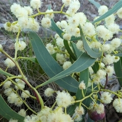 Acacia doratoxylon by TwoRivers