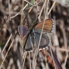 Paralucia crosbyi (Violet Copper Butterfly) by RAllen
