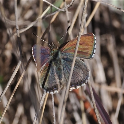 Paralucia crosbyi (Violet Copper Butterfly) at  - suppressed by RAllen