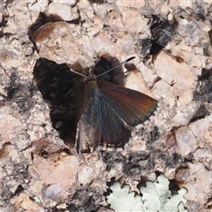 Paralucia crosbyi (Violet Copper Butterfly) by RAllen
