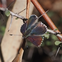 Paralucia crosbyi (Violet Copper Butterfly) by RAllen