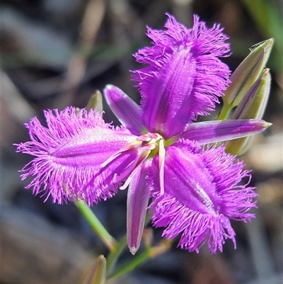 Thysanotus tuberosus (Common Fringe-lily) at Noosa Heads, QLD - 18 Aug 2025 by AaronClausen