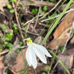 Unverified Orchid at Main Creek, NSW - 15 Aug 2025 by Warrigal