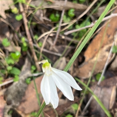 Unverified Orchid at Main Creek, NSW - 15 Aug 2025 by Warrigal