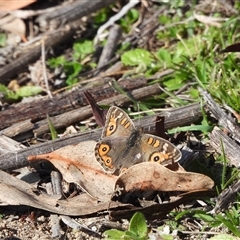 Junonia villida (Meadow Argus) at Banks, ACT - 16 Aug 2025 by DavidDedenczuk