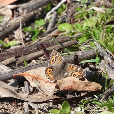 Junonia villida (Meadow Argus) at Banks, ACT - 16 Aug 2025 by DavidDedenczuk