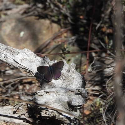 Erina sp. (genus) (A dusky blue butterfly) at Greenway, ACT - 17 Aug 2025 by DavidDedenczuk