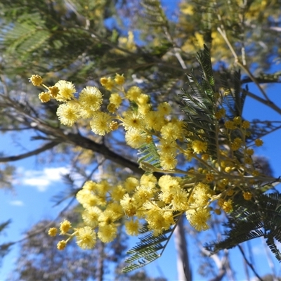 Acacia dealbata subsp. dealbata (Silver Wattle) at Tharwa, ACT - 17 Aug 2025 by DavidDedenczuk