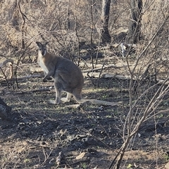 Notamacropus rufogriseus (Red-necked Wallaby) at Hawker, ACT - 18 Aug 2025 by Philip