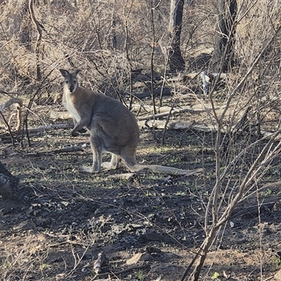 Notamacropus rufogriseus (Red-necked Wallaby) at Hawker, ACT - 18 Aug 2025 by Philip
