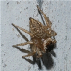 Maratus griseus (Jumping spider) at Freshwater Creek, VIC - 10 Apr 2025 by WendyEM