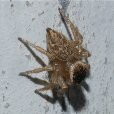 Maratus griseus (Jumping spider) at Freshwater Creek, VIC - 10 Apr 2025 by WendyEM
