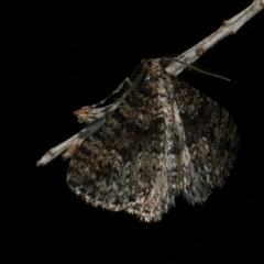 Aponotoreas dascia (Dascia Carpet (Larentiinae)) at Freshwater Creek, VIC - 16 Apr 2025 by WendyEM