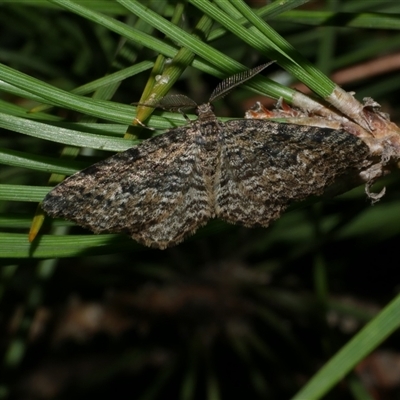 Aponotoreas dascia (Dascia Carpet (Larentiinae)) at Freshwater Creek, VIC - 18 Apr 2025 by WendyEM