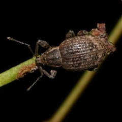 Phlyctinus callosus (Garden weevil) at Freshwater Creek, VIC - 18 Apr 2025 by WendyEM