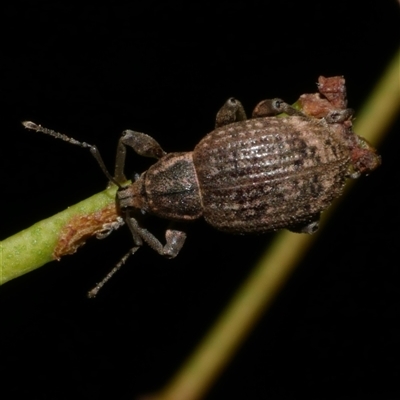 Phlyctinus callosus (Garden weevil) at Freshwater Creek, VIC - 18 Apr 2025 by WendyEM