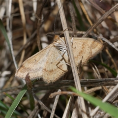 Scopula rubraria (Reddish Wave, Plantain Moth) at Freshwater Creek, VIC - 19 Apr 2025 by WendyEM
