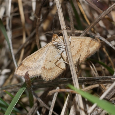 Scopula rubraria (Reddish Wave, Plantain Moth) at Freshwater Creek, VIC - 19 Apr 2025 by WendyEM
