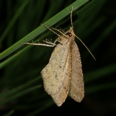 Parosteodes fictiliaria (Dodonaea Moth) at Freshwater Creek, VIC - 19 Apr 2025 by WendyEM