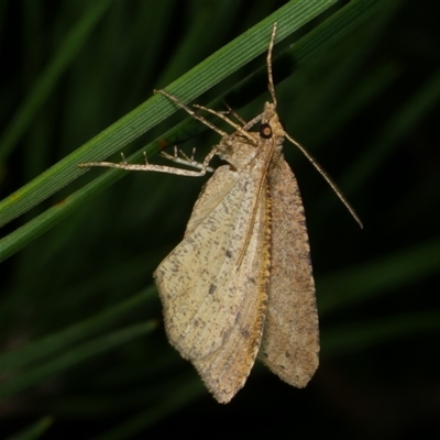 Parosteodes fictiliaria (Dodonaea Moth) at Freshwater Creek, VIC - 19 Apr 2025 by WendyEM