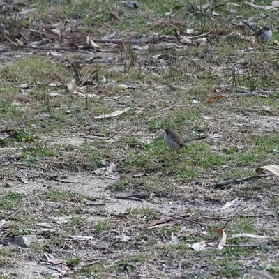 Malurus cyaneus (Superb Fairywren) at Tharwa, ACT - 15 Aug 2025 by Mike