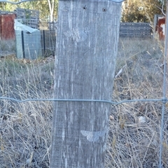 Crypsiphona ocultaria (Red-lined Looper Moth) at Freshwater Creek, VIC - 20 Apr 2025 by WendyEM