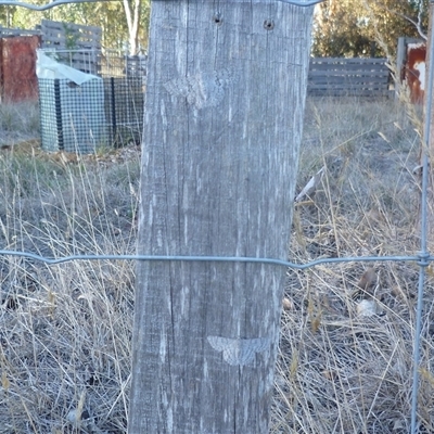 Crypsiphona ocultaria (Red-lined Looper Moth) at Freshwater Creek, VIC - 20 Apr 2025 by WendyEM