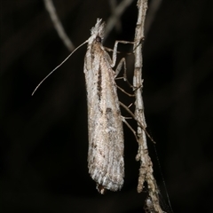 Hednota crypsichroa (A Crambid moth) at Freshwater Creek, VIC - 12 Apr 2025 by WendyEM