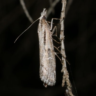 Hednota crypsichroa (A Crambid moth) at Freshwater Creek, VIC - 12 Apr 2025 by WendyEM