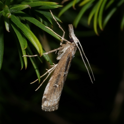 Hednota crypsichroa (A Crambid moth) at Freshwater Creek, VIC - 12 Apr 2025 by WendyEM