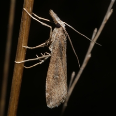 Hednota crypsichroa (A Crambid moth) at Freshwater Creek, VIC - 12 Apr 2025 by WendyEM