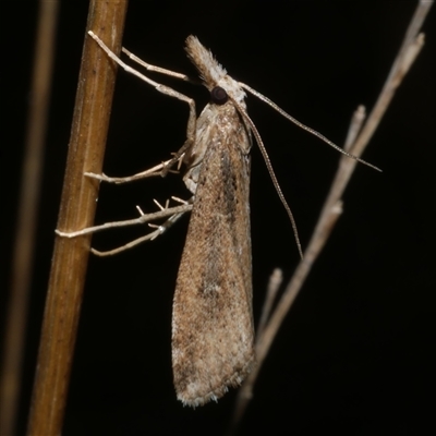 Hednota crypsichroa (A Crambid moth) at Freshwater Creek, VIC - 12 Apr 2025 by WendyEM