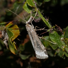 Hednota crypsichroa (A Crambid moth) at Freshwater Creek, VIC - 12 Apr 2025 by WendyEM
