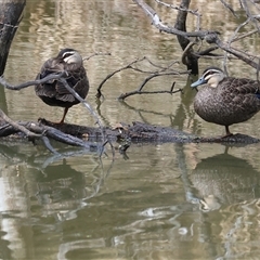Anas superciliosa (Pacific Black Duck) at Splitters Creek, NSW - 15 Aug 2025 by KylieWaldon