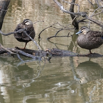 Anas superciliosa (Pacific Black Duck) at Splitters Creek, NSW - 15 Aug 2025 by KylieWaldon