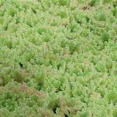 Azolla (genus) at Splitters Creek, NSW - 15 Aug 2025 by KylieWaldon