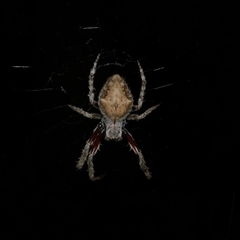 Socca pustulosa at Freshwater Creek, VIC - 12 Apr 2025 by WendyEM