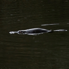 Ornithorhynchus anatinus (Platypus) at Curraweela, NSW - 17 Aug 2025 by MandyandScott