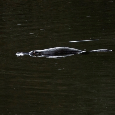 Ornithorhynchus anatinus (Platypus) at Curraweela, NSW - 17 Aug 2025 by MandyandScott