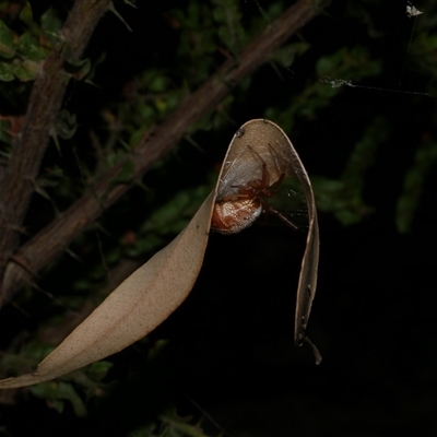 Phonognatha graeffei (Leaf Curling Spider) at Freshwater Creek, VIC - 12 Apr 2025 by WendyEM