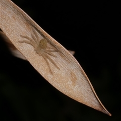 Neosparassus diana at Freshwater Creek, VIC - 12 Apr 2025 by WendyEM
