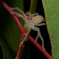 Neosparassus diana at Freshwater Creek, VIC - 12 Apr 2025 by WendyEM