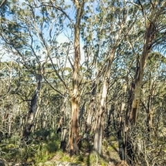 Eucalyptus fraxinoides at Palerang, NSW - 23 Jul 2025 by Philip