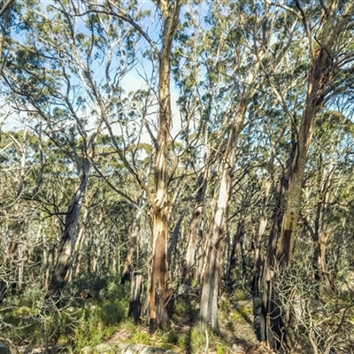 Eucalyptus fraxinoides at Palerang, NSW - 23 Jul 2025 by Philip
