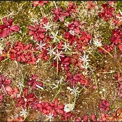 Unverified Plant at Hyden, WA - 18 Aug 2025 by Margo