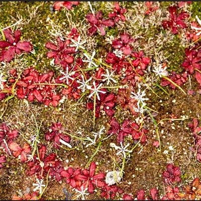 Unverified Plant at Hyden, WA - 18 Aug 2025 by Margo