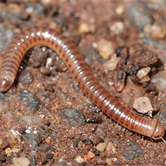 Unverified Millipede (Diplopoda) at Stirling, ACT - 8 Aug 2025 by Harrisi