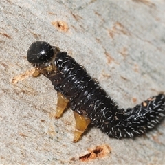 Perginae sp. (subfamily) (Unidentified pergine sawfly) at Denman Prospect, ACT - 8 Aug 2025 by Harrisi