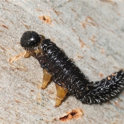 Perginae sp. (subfamily) (Unidentified pergine sawfly) at Denman Prospect, ACT - 8 Aug 2025 by Harrisi